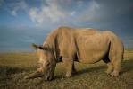 Caza furtiva de rinocerontes en Namibia se duplicó en 2022 Caza furtiva de rinocerontes en Namibia se duplicó en 2022