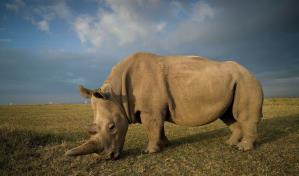 Caza furtiva de rinocerontes en Namibia se duplicó en 2022