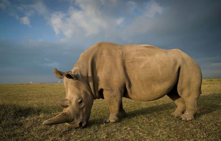 Caza furtiva de rinocerontes en Namibia se duplicó en 2022