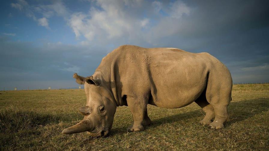 Caza furtiva de rinocerontes en Namibia se duplicó en 2022