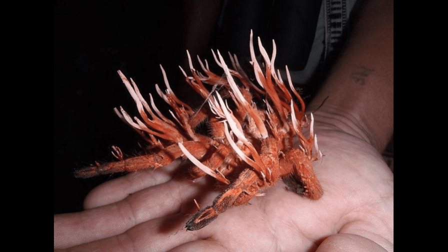 Cordyceps, el hongo de The Last of Us existe, ¿es una amenaza real? Cordyceps, el hongo de The Last of Us existe, ¿es una amenaza real?