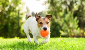 &iquest;Es mejor adoptar un perro o un gato?