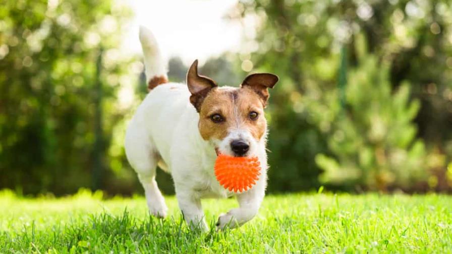 ¿Es mejor adoptar un perro o un gato? ¿Es mejor adoptar un perro o un gato?