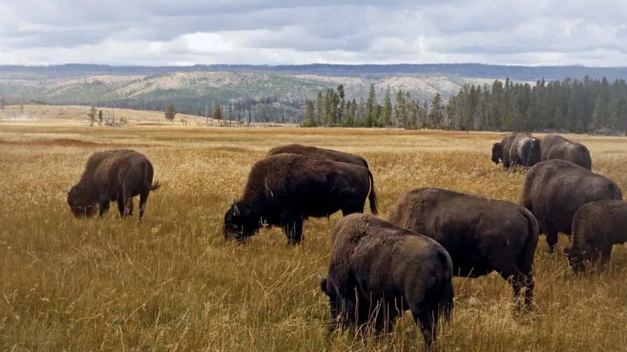 Más de un tercio de especies y ecosistemas en EEUU en riesgo de desaparecer Más de un tercio de especies y ecosistemas en EEUU en riesgo de desaparecer