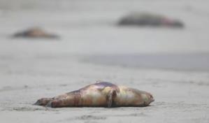 Perú reporta gripe aviar en tres lobos marinos y un delfín