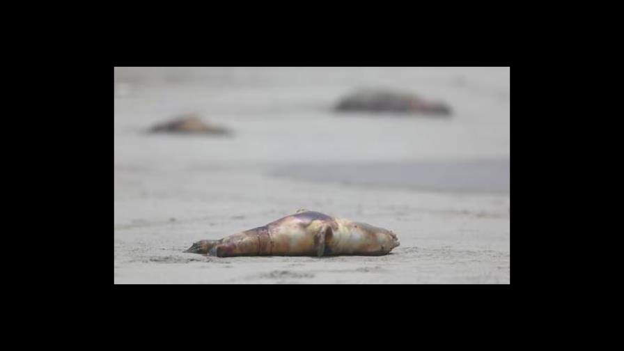 Perú reporta gripe aviar en tres lobos marinos y un delfín Perú reporta gripe aviar en tres lobos marinos y un delfín