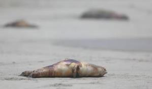 Unos 585 lobos marinos y 55,000 aves han muerto por la gripe aviar en Perú