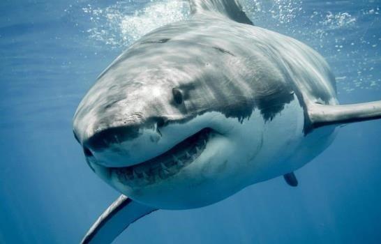 Dos pescadores reciben mordidas de tiburones en lapso de 36 horas en Florida