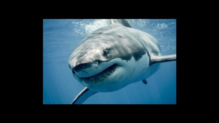 Dos pescadores reciben mordidas de tiburones en lapso de 36 horas en Florida Dos pescadores reciben mordidas de tiburones en lapso de 36 horas en Florida