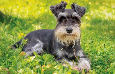 los mini schnauzers ladran mucho