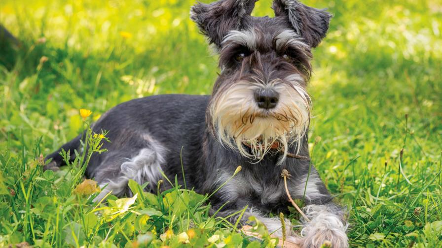 Una Schnauzer muy ruidosa
