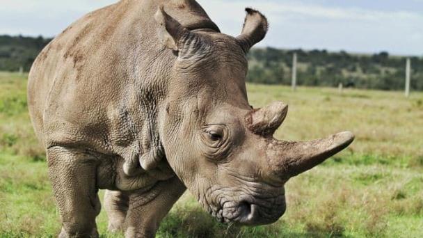 La caza de rinocerontes persiste en Sudáfrica pero mejora protección en parques