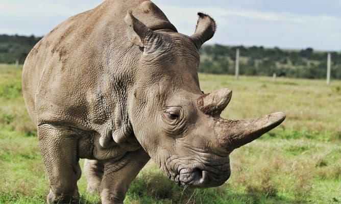 La caza de rinocerontes persiste en Sudáfrica pero mejora protección en parques