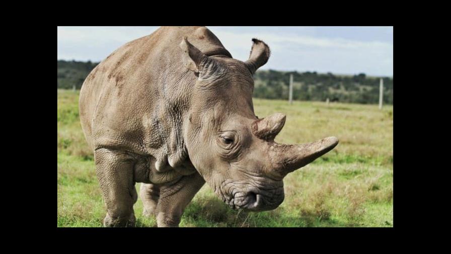 La caza de rinocerontes persiste en Sudáfrica pero mejora protección en parques