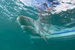 La disminución de ataques de tiburones puede deberse a que hay menos La disminución de ataques de tiburones puede deberse a que hay menos