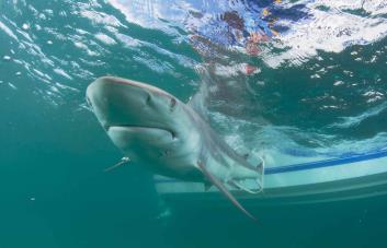 La disminución de ataques de tiburones puede deberse a que hay menos