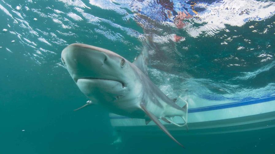 La disminución de ataques de tiburones puede deberse a que hay menos