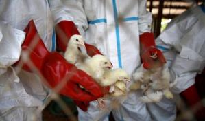 Cuba detecta casos de influenza aviar en el Zoológico Nacional de La Habana