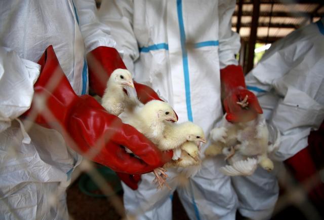 Cuba detecta casos de influenza aviar en el Zoológico Nacional de La Habana