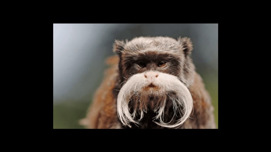 Arrestan a un hombre por el secuestro de dos monos del zoológico de Dallas