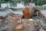 Denuncian que cortaron árbol que tenía más de 100 años en Tamboril