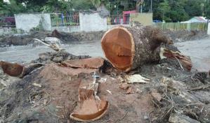 Denuncian que cortaron árbol que tenía más de 100 años en Tamboril