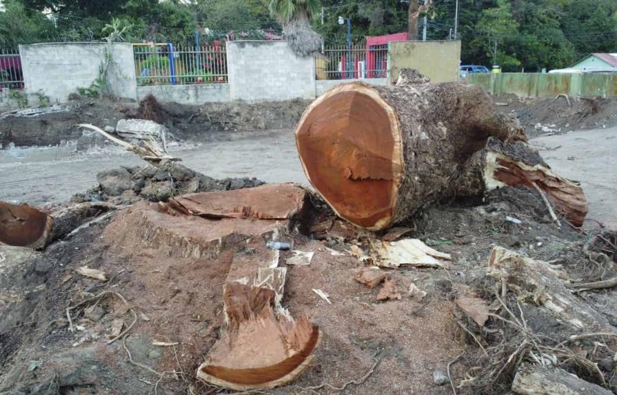 Denuncian que cortaron árbol que tenía más de 100 años en Tamboril