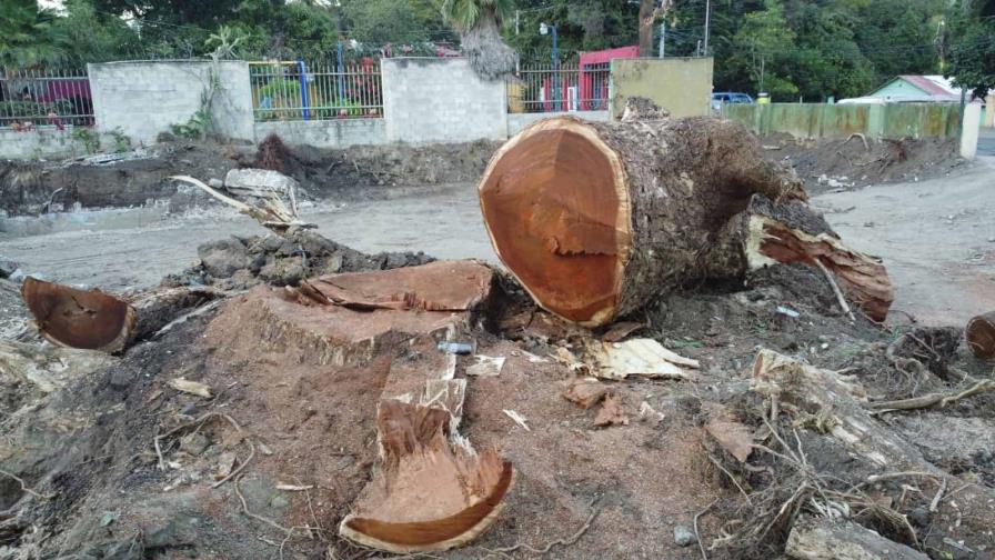 Denuncian que cortaron árbol que tenía más de 100 años en Tamboril Denuncian que cortaron árbol que tenía más de 100 años en Tamboril