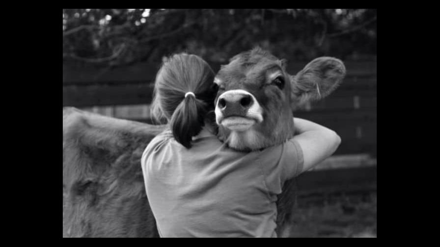 Órgano gubernamental indio llama a abrazar vacas para sustituir San Valentín