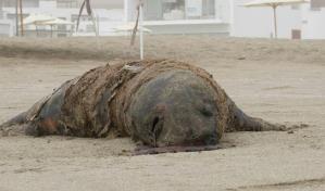 Perú reporta muerte de 585 lobos marinos y 55,000 aves por influenza aviar