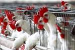 Agricultura: veda a importación desde Estados Unidos por gripe aviar solo abarca a condados