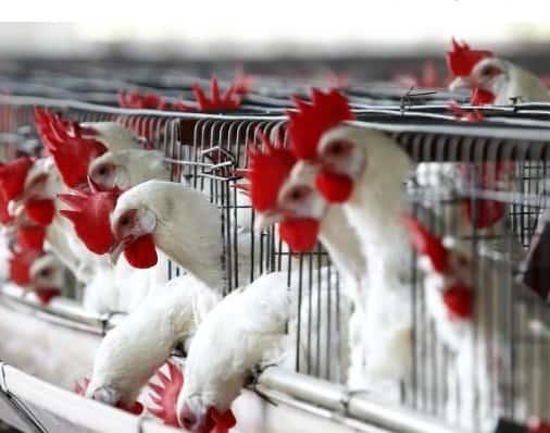 Agricultura: veda a importación desde Estados Unidos por gripe aviar solo abarca a condados
