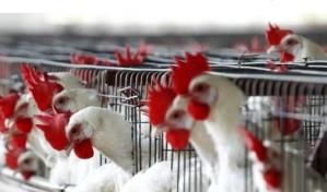 República Dominicana mantiene vigilancia ante la cercanía de la gripe aviar