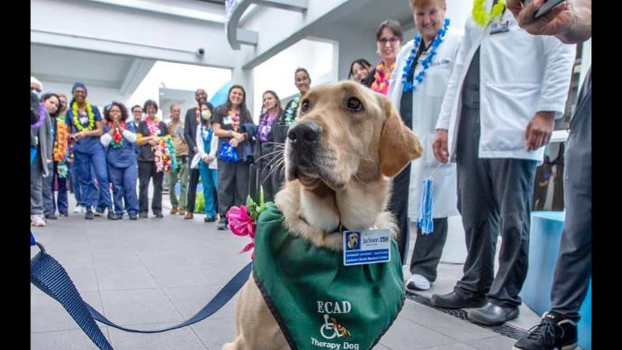 Una perra da afecto a pacientes en rehabilitación de un hospital de Florida Una perra da afecto a pacientes en rehabilitación de un hospital de Florida