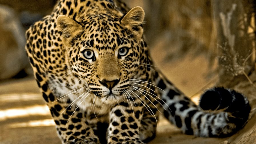 Un leopardo irrumpe en tribunal en el norte de la India y hiere a 5 personas Un leopardo irrumpe en tribunal en el norte de la India y hiere a 5 personas