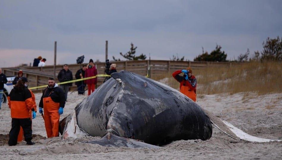 Científicos revelan el rol del excremento de ballena en el ecosistema