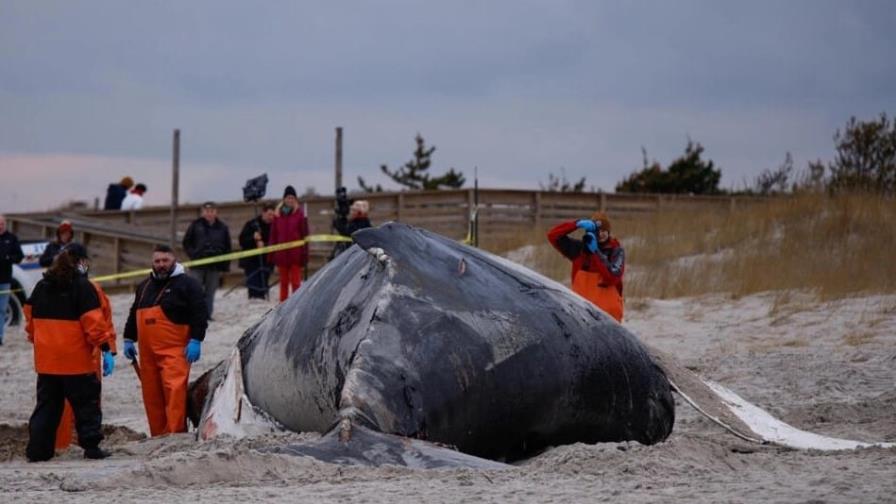 Científicos revelan el rol del excremento de ballena en el ecosistema