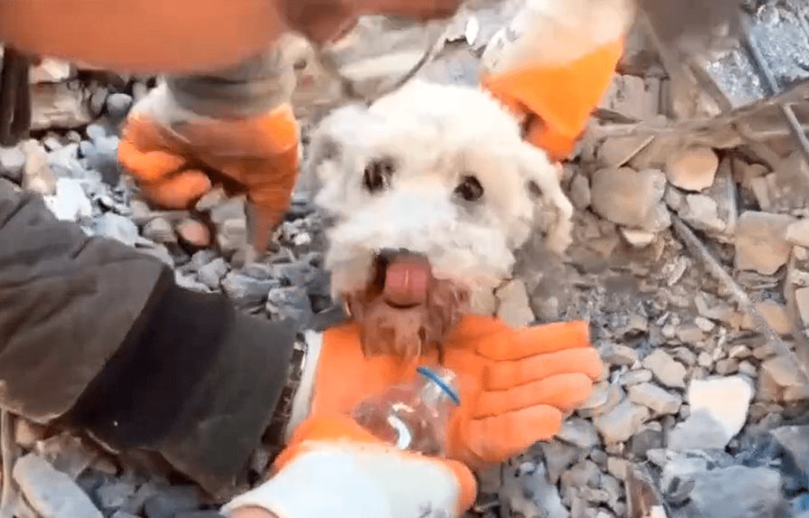 Rescatan perrito con vida debajo de los escombros en Turquía