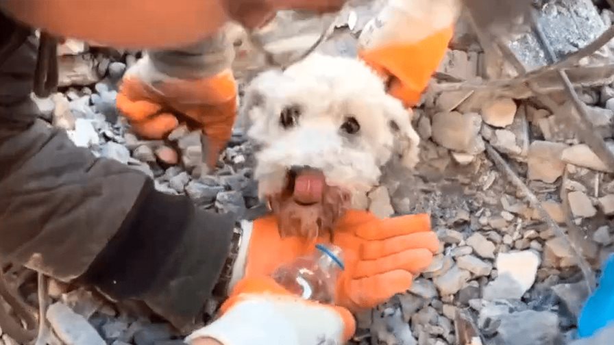 Rescatan perrito con vida debajo de los escombros en Turquía