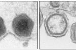 Identifican un mecanismo clave en el virus de la peste porcina africana