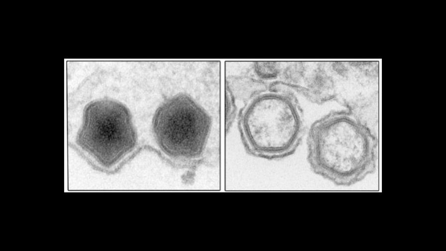 Identifican un mecanismo clave en el virus de la peste porcina africana