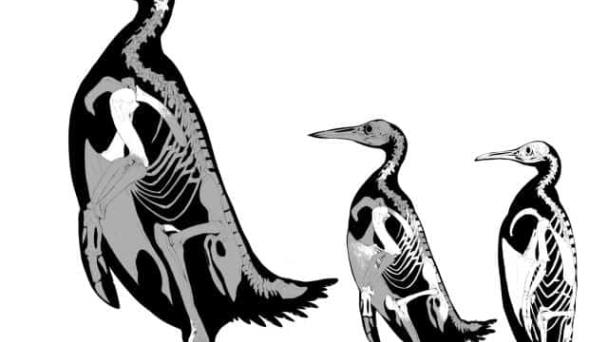 Científicos describen al pingüino más grande que ha existido nunca