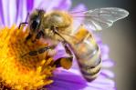 Vacunas para abejas, el primer gran paso para mitigar su declive Vacunas para abejas, el primer gran paso para mitigar su declive