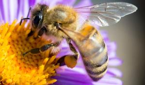 Vacunas para abejas, el primer gran paso para mitigar su declive