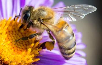 Vacunas para abejas, el primer gran paso para mitigar su declive