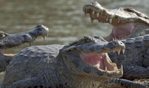 Fuertes lluvias en Río llevan caimanes a las calles de esta ciudad brasileña