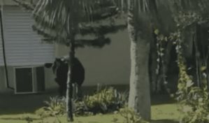 Video | Una vaca entra a las instalaciones de la UASD de Hig&uuml;ey
