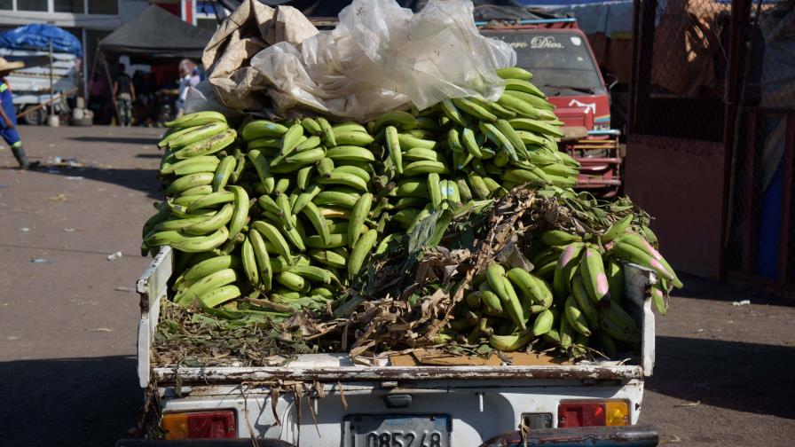 De cepas a plántulas, productividad del plátano mejoró y bajaron los precios