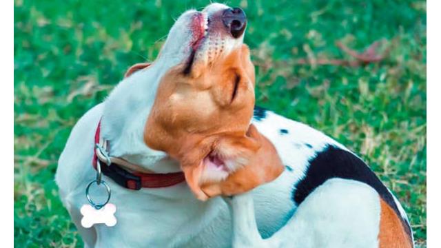 los perros pierden pelo cuando tienen pulgas