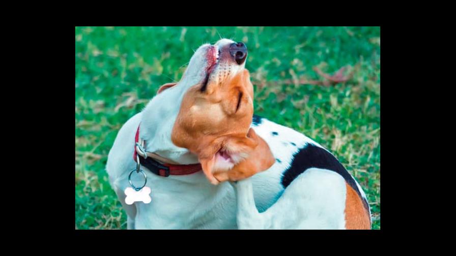 El perro pierde pelo